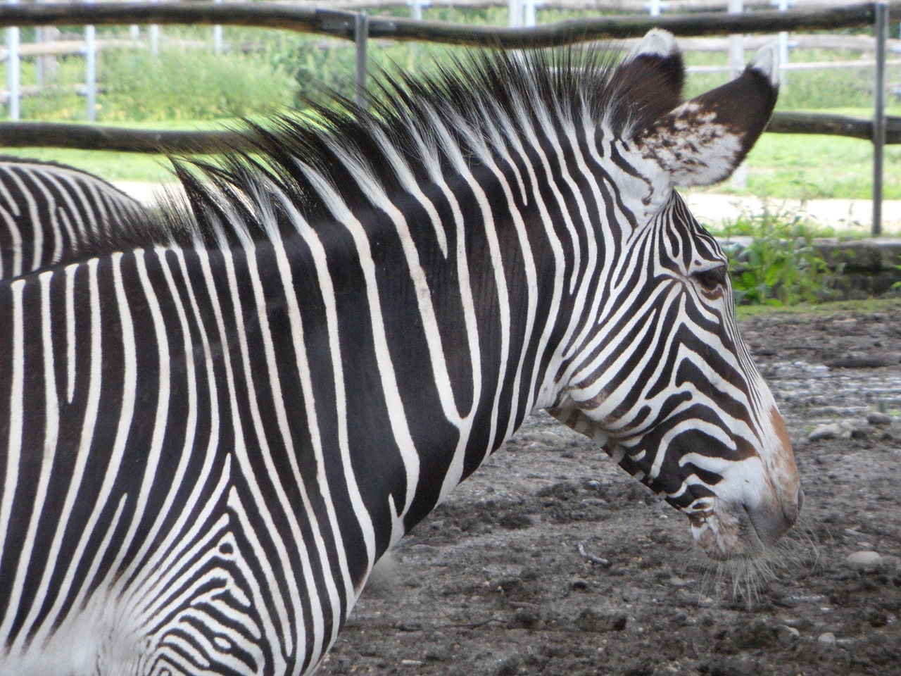 zebra striped black and white free photo