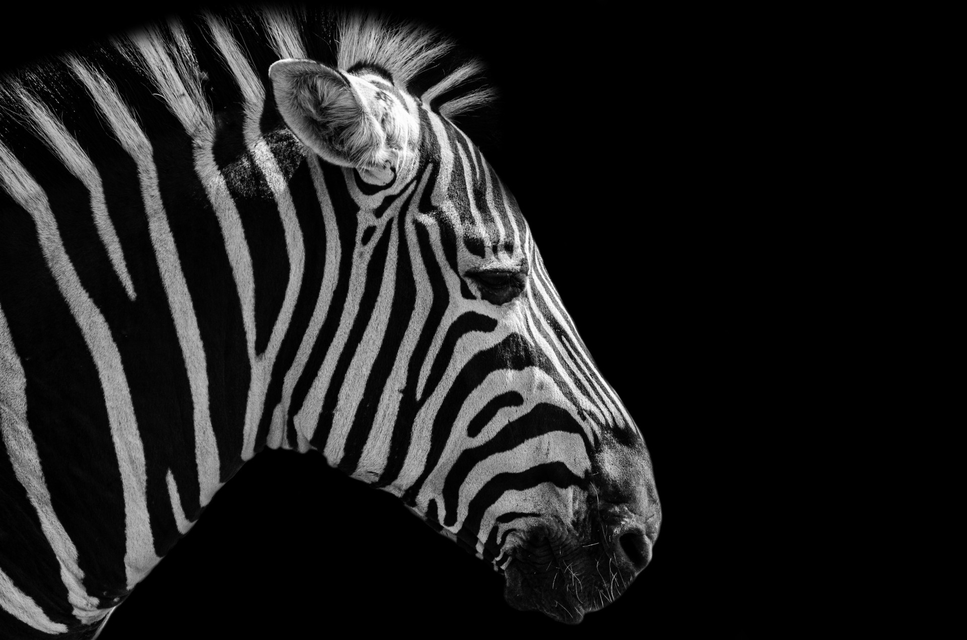 zebra black animal free photo