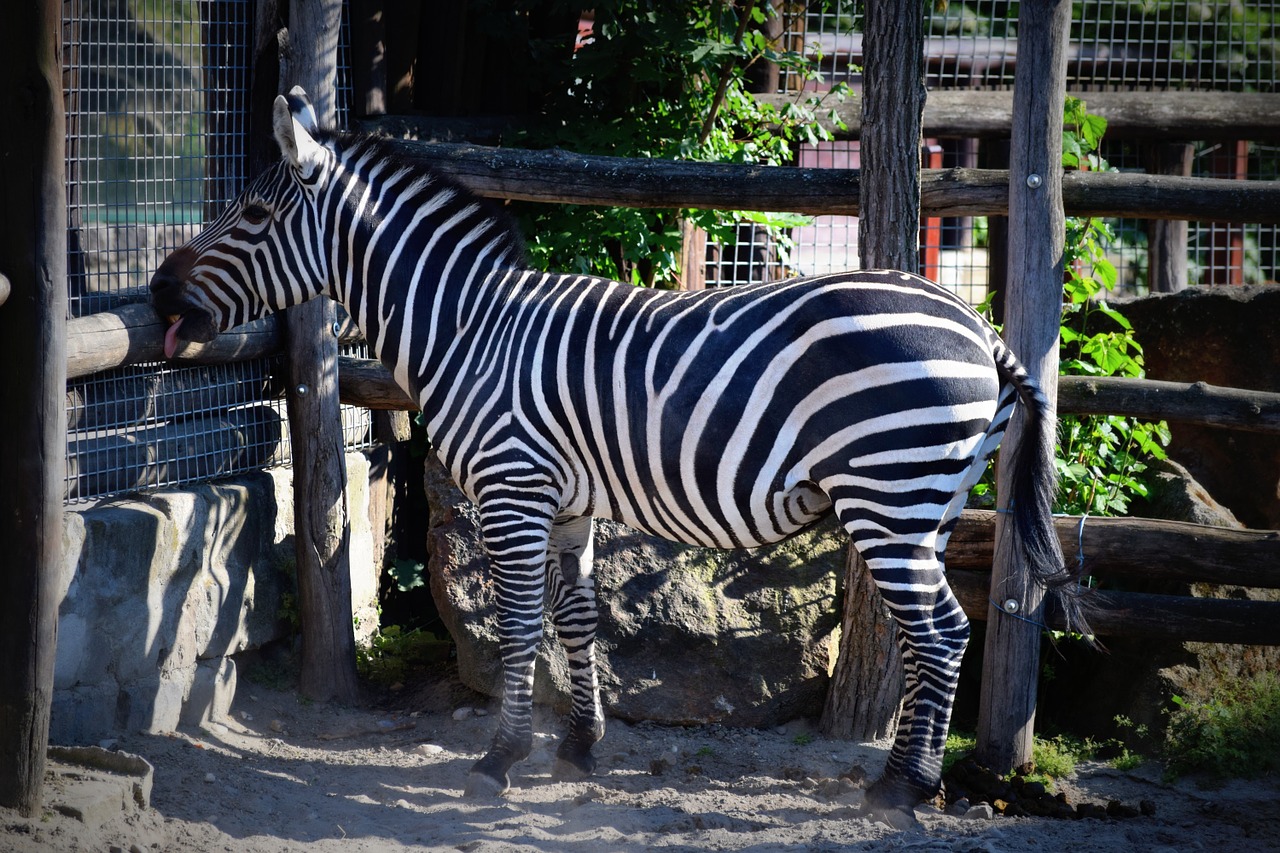 zebra striped zoo free photo