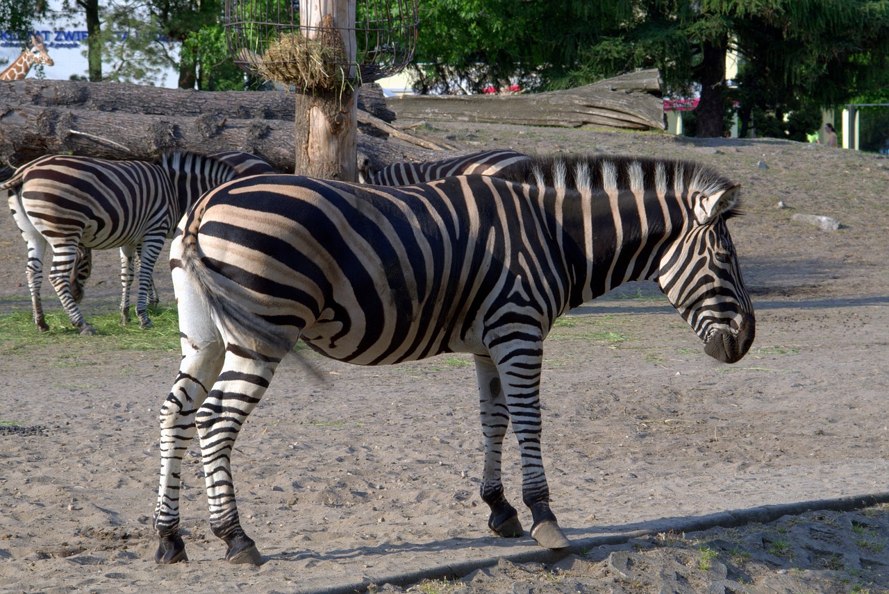 zebra animals african free photo