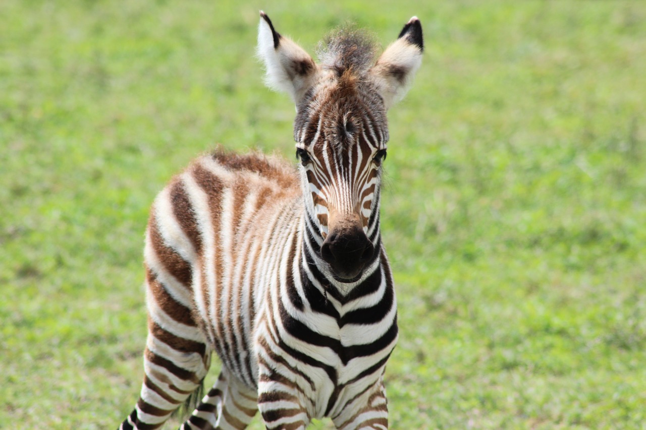 zebra savannah nature free photo