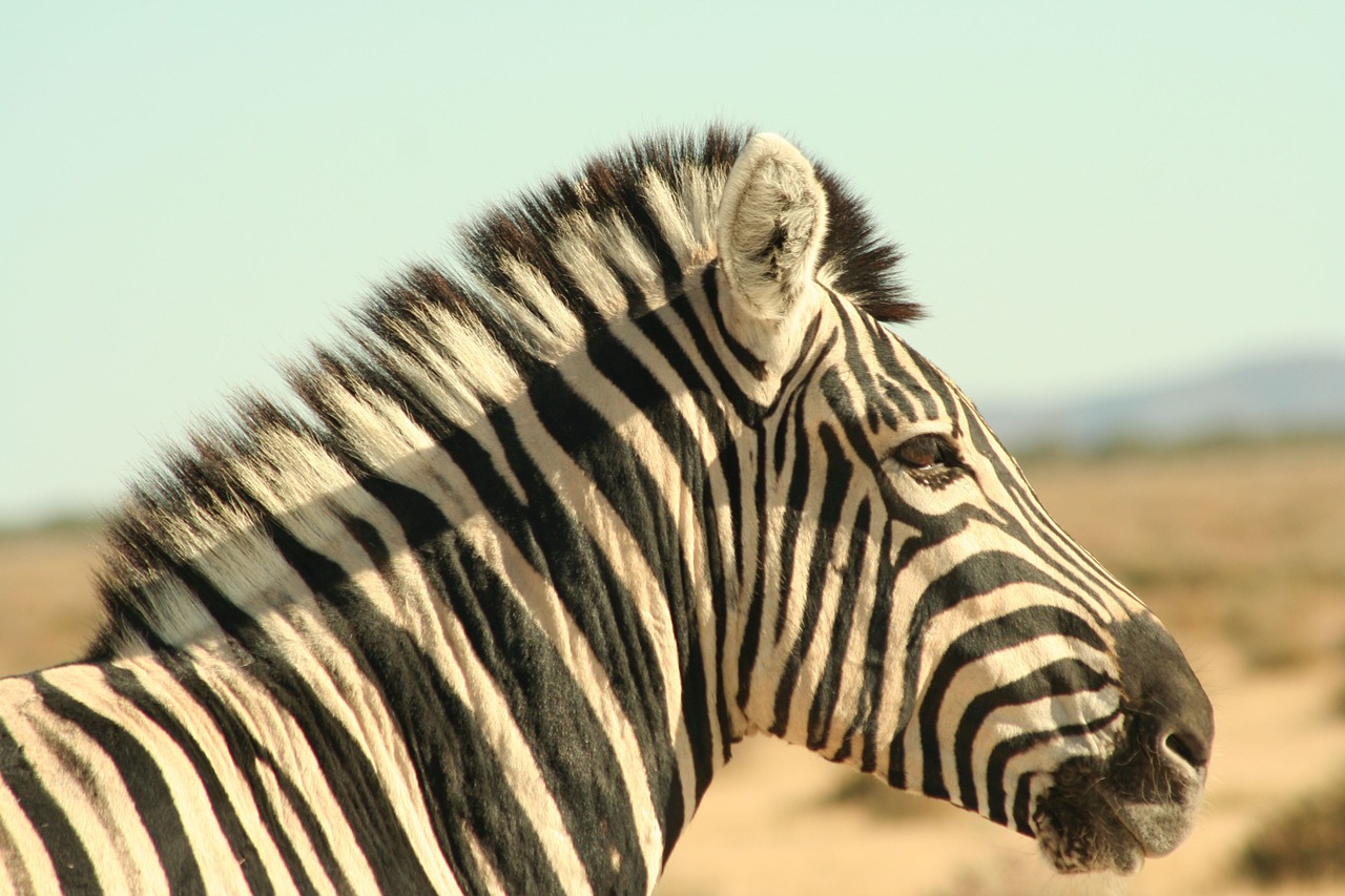 zebra single-hoofed zebra stripes free photo