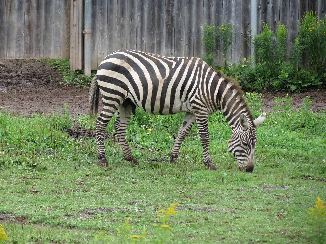 zebra zoo african animals free photo