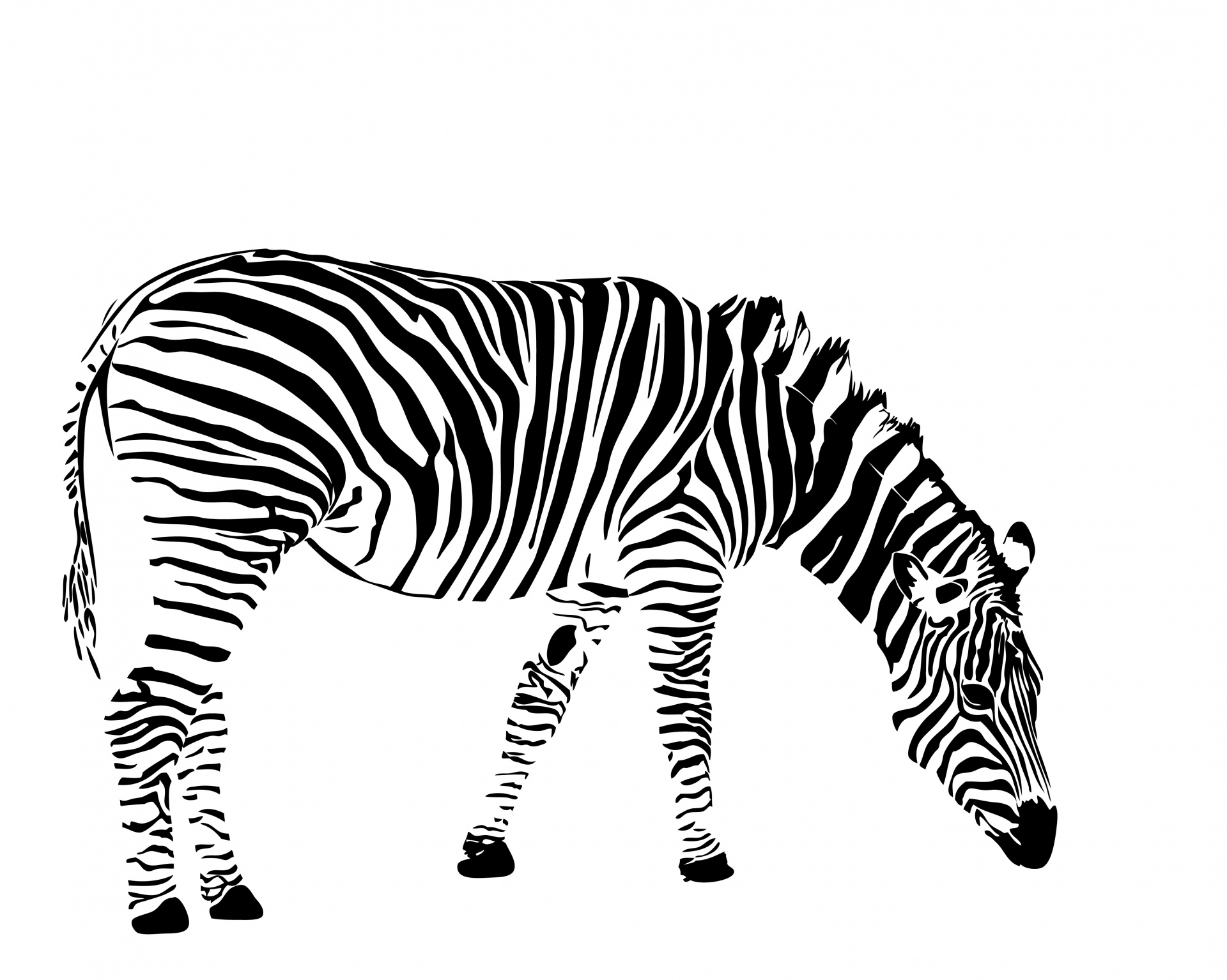 zebra illustration stripes free photo