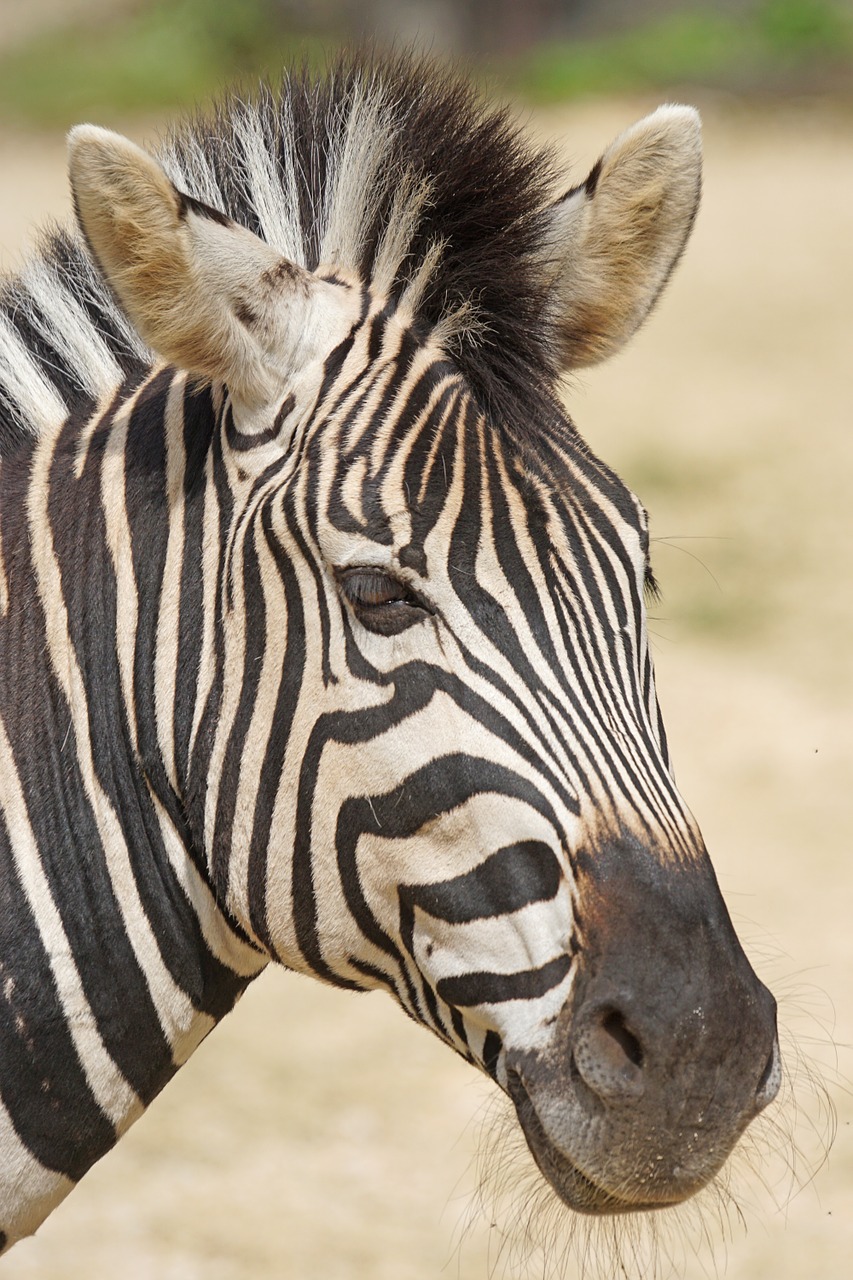 zebra chapman burchell's zebra like a horse free photo