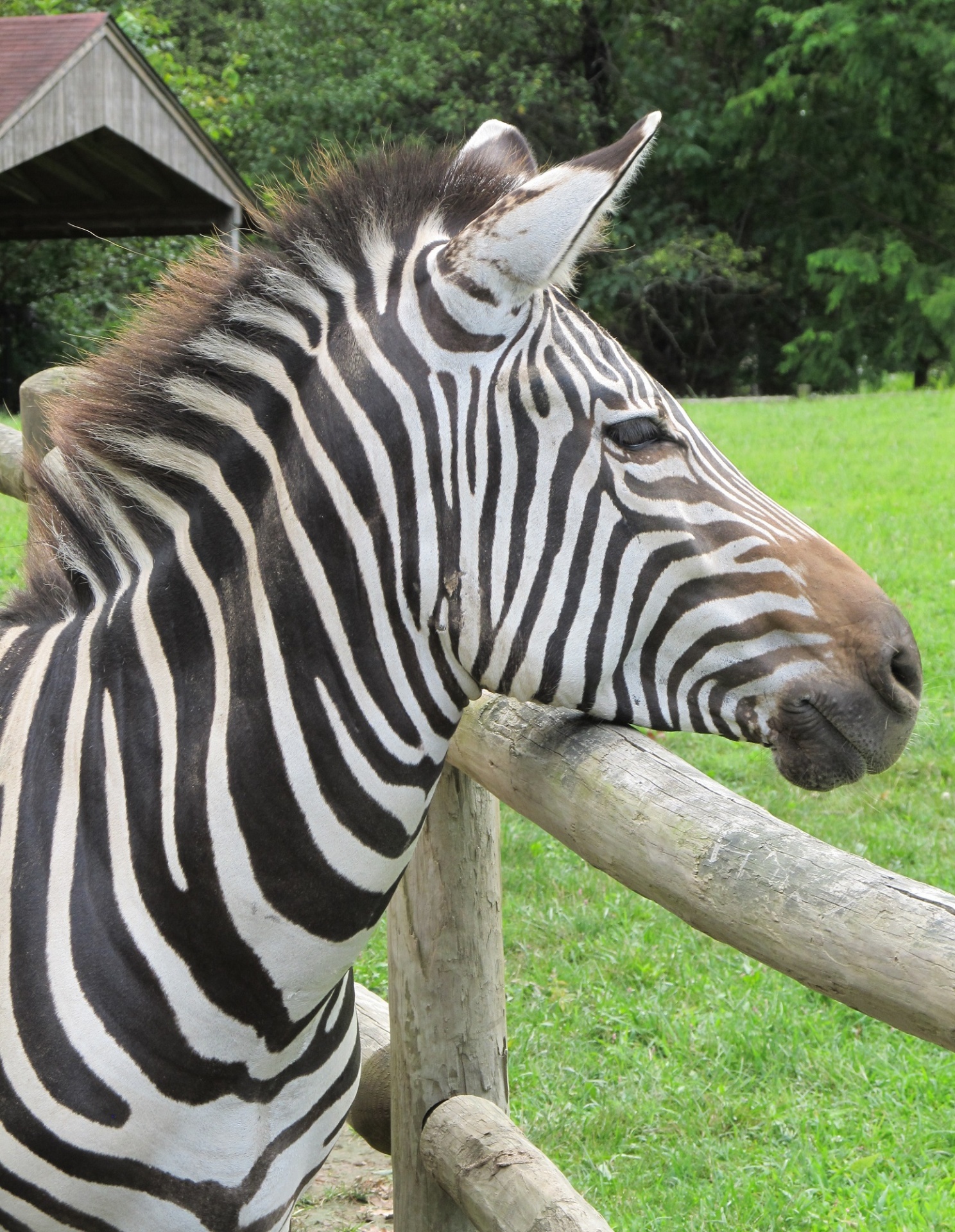 zebra looking head free photo