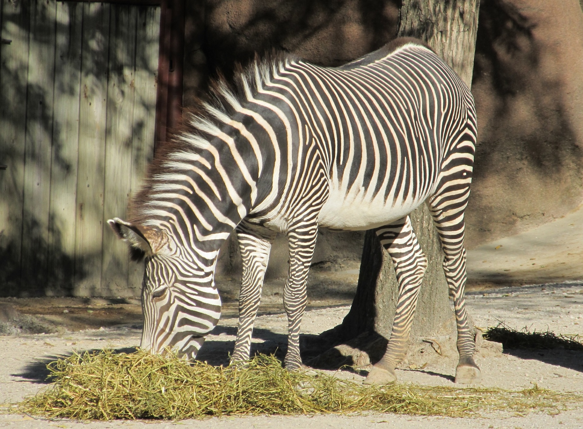 zebra grazing feeding free photo