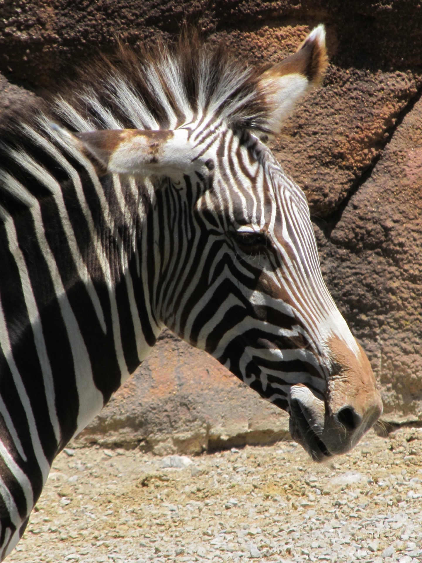 zebra wildlife nature free photo