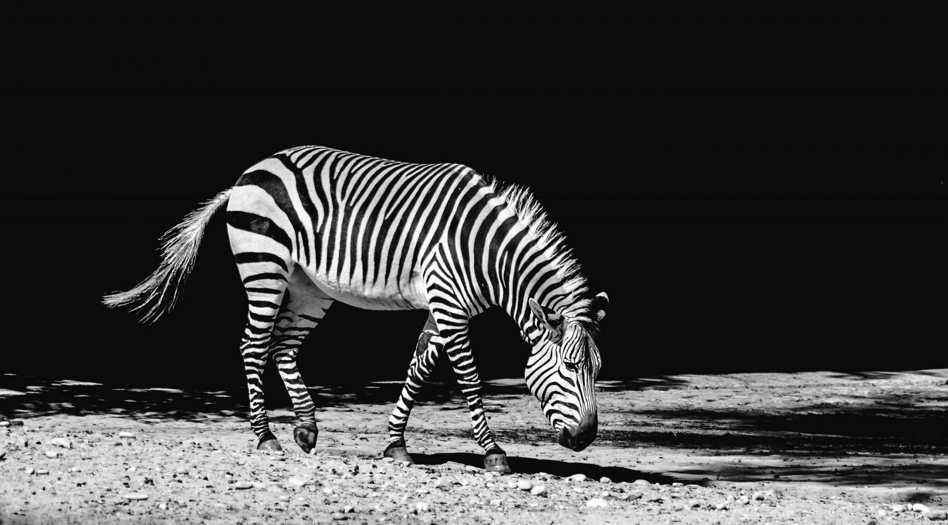 zebra shadows grazing free photo