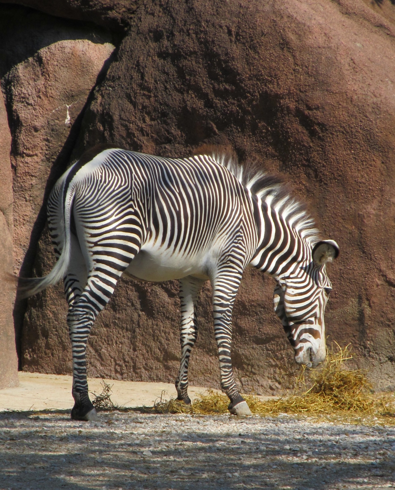 zebra grazing feeding free photo