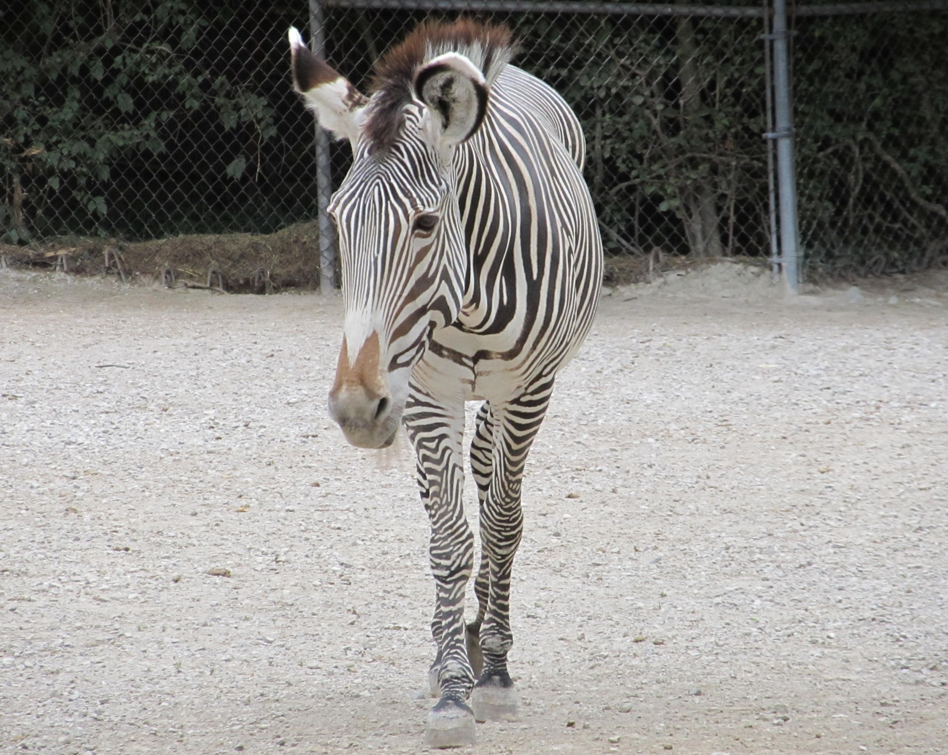 zebra walking portrait free photo