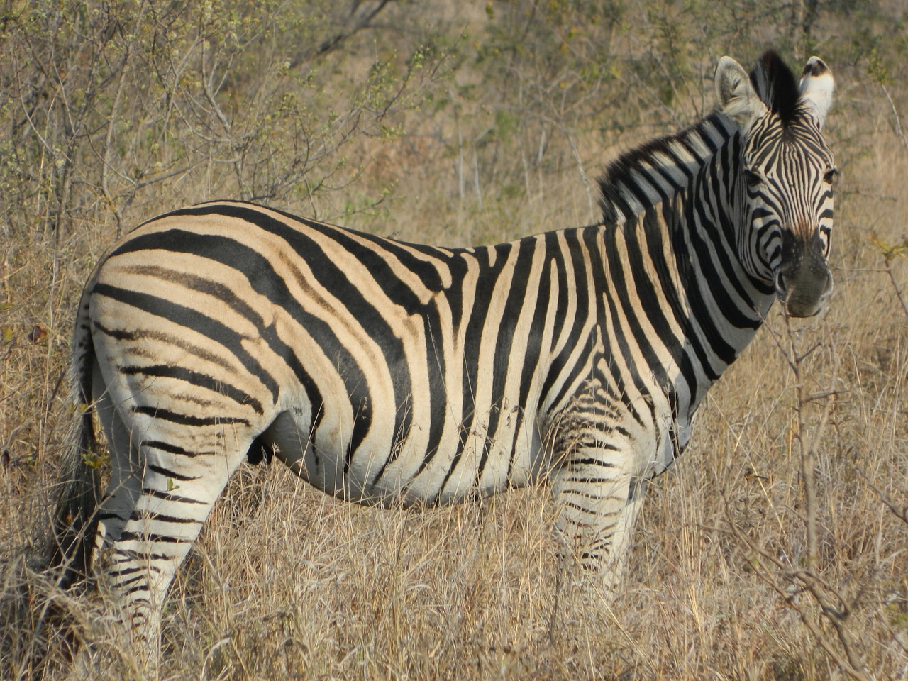 zebra south africa wild life free photo