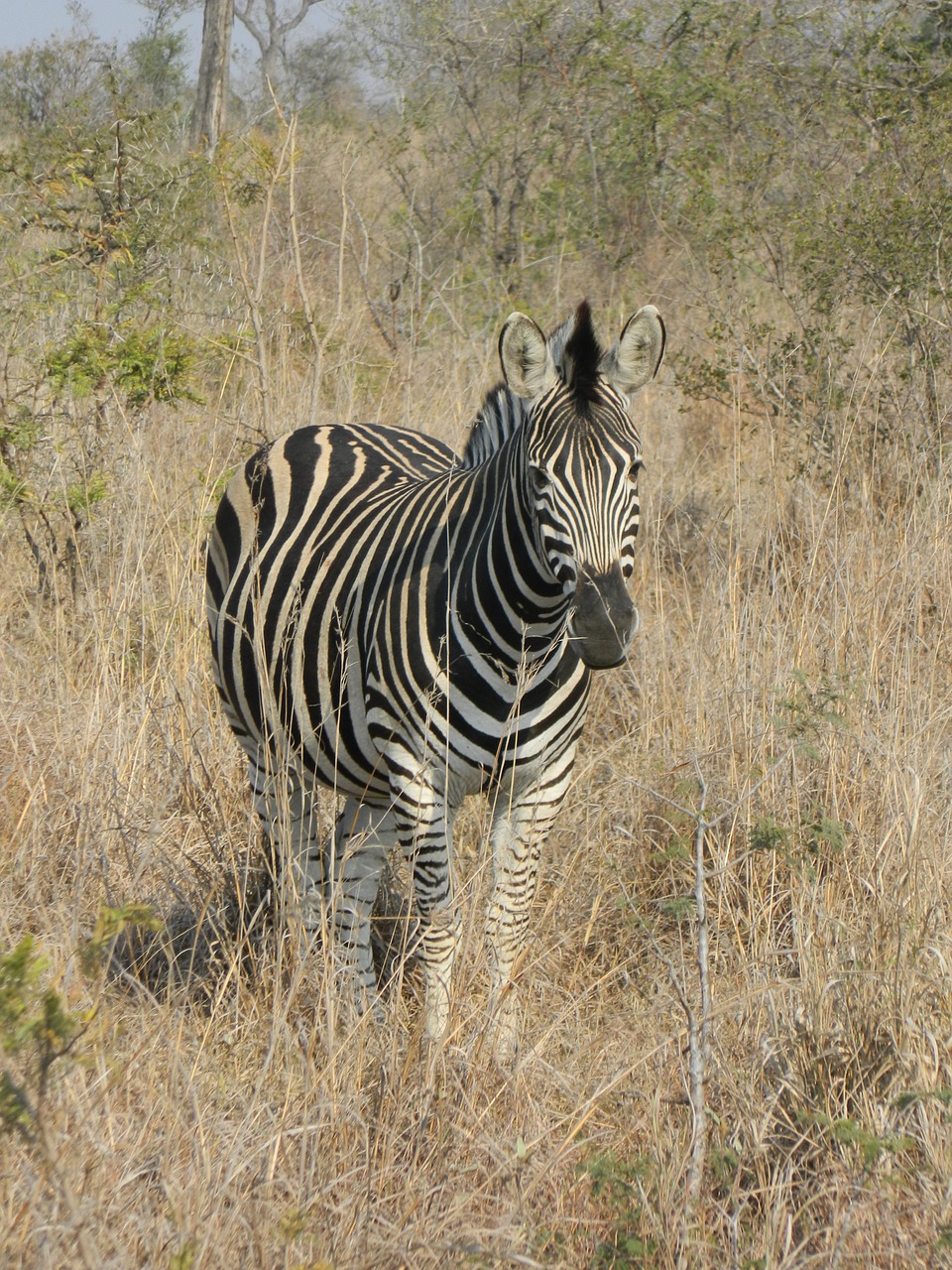 Zebra,south africa,wild life,savannah,striped fur - free image from  needpix.com