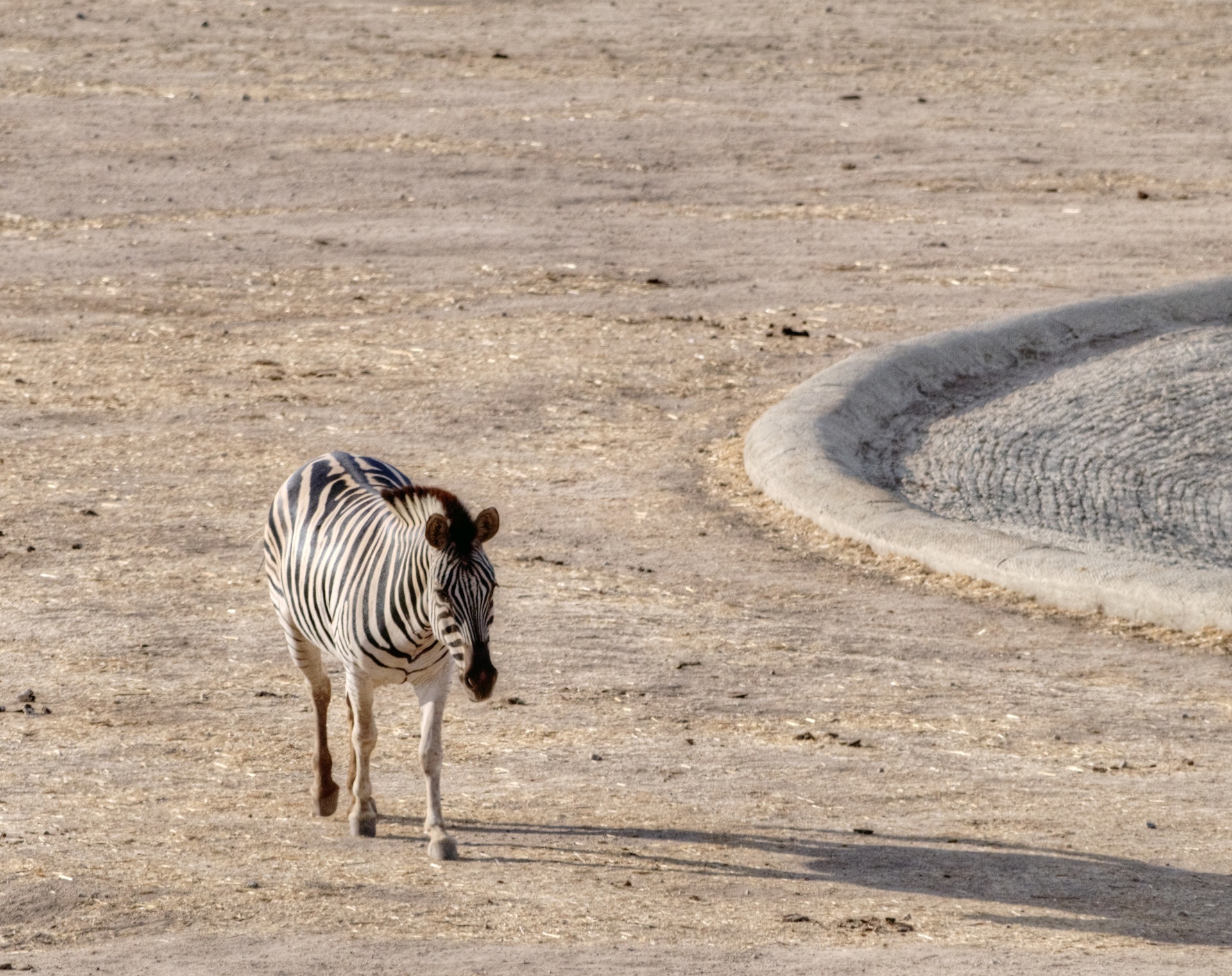 zebra zebras wildlife free photo