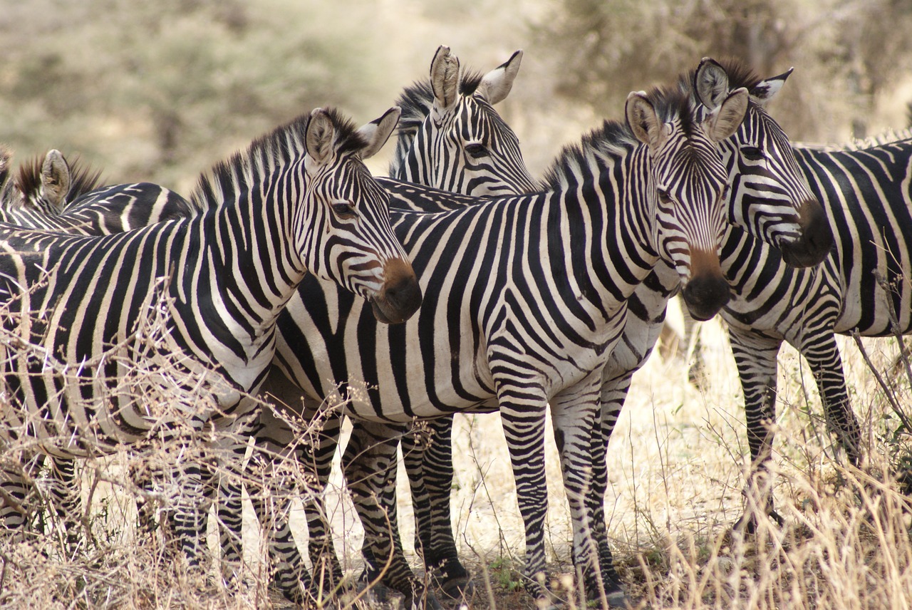 zebra africa nature free photo