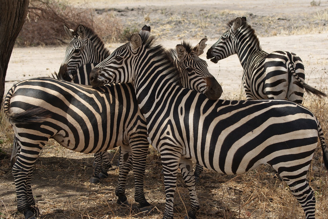 zebra africa nature free photo