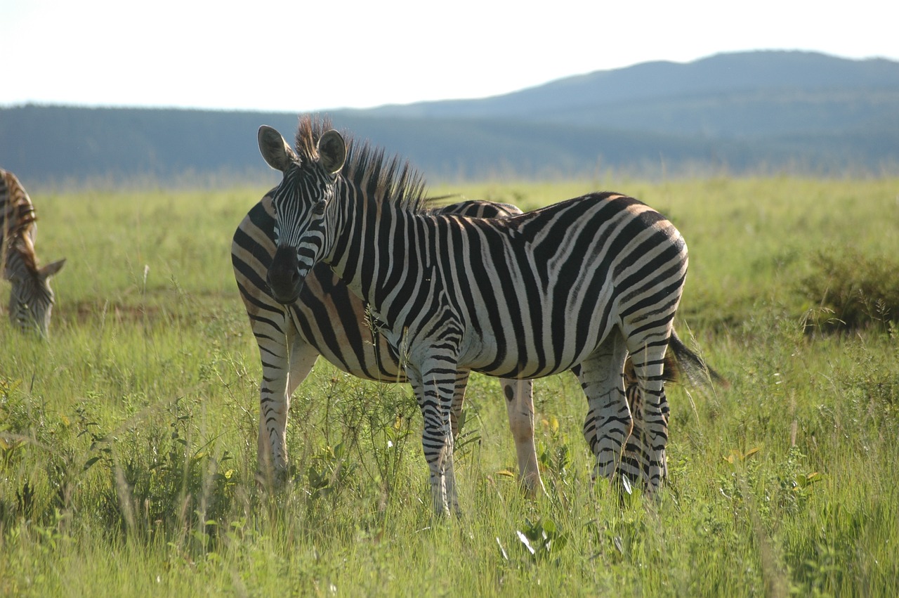 zebra swaziland south africa free photo