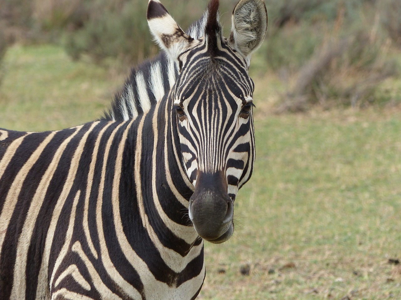 zebra looking head free photo