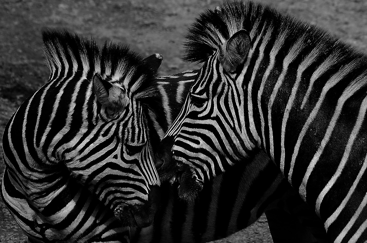 zebra black and white wildlife free photo