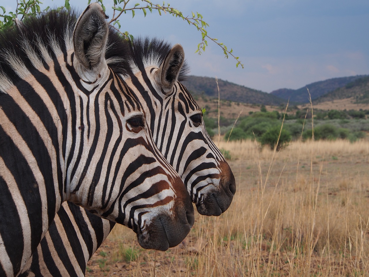 zebra national park safari free photo