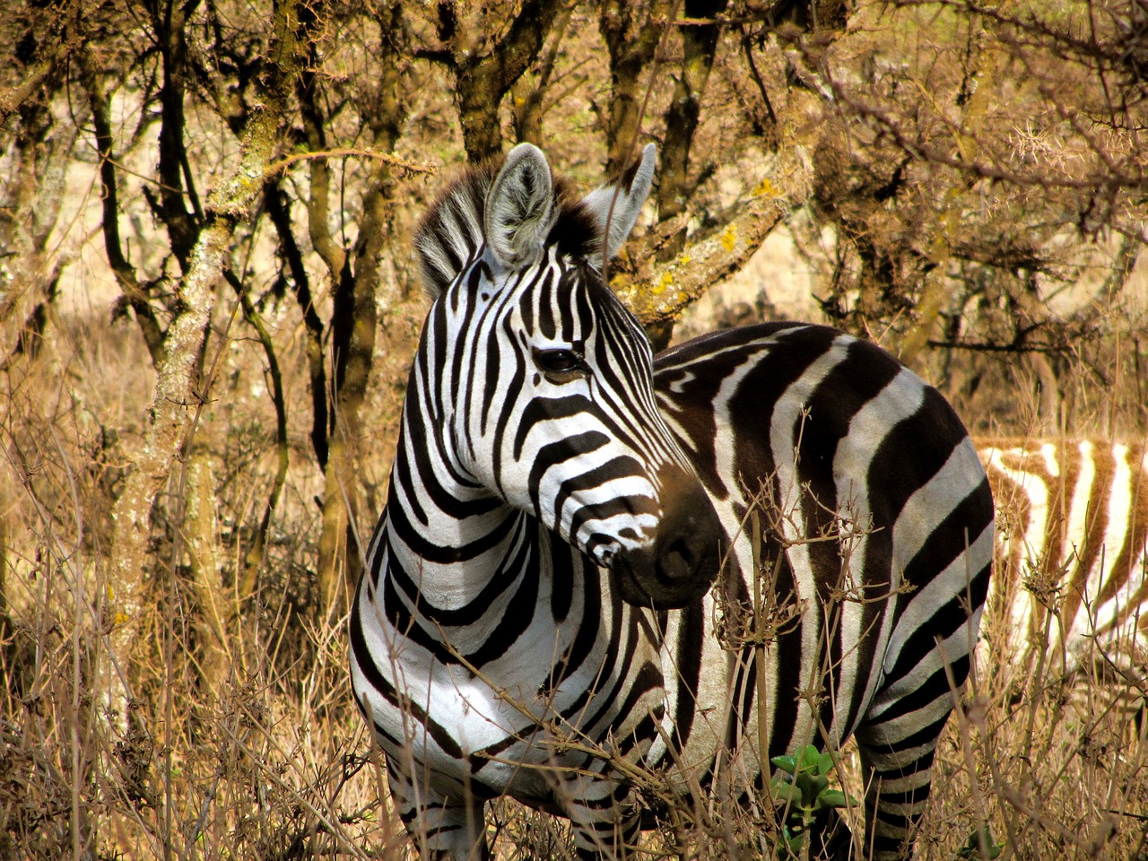 zebra majestic wildlife free photo