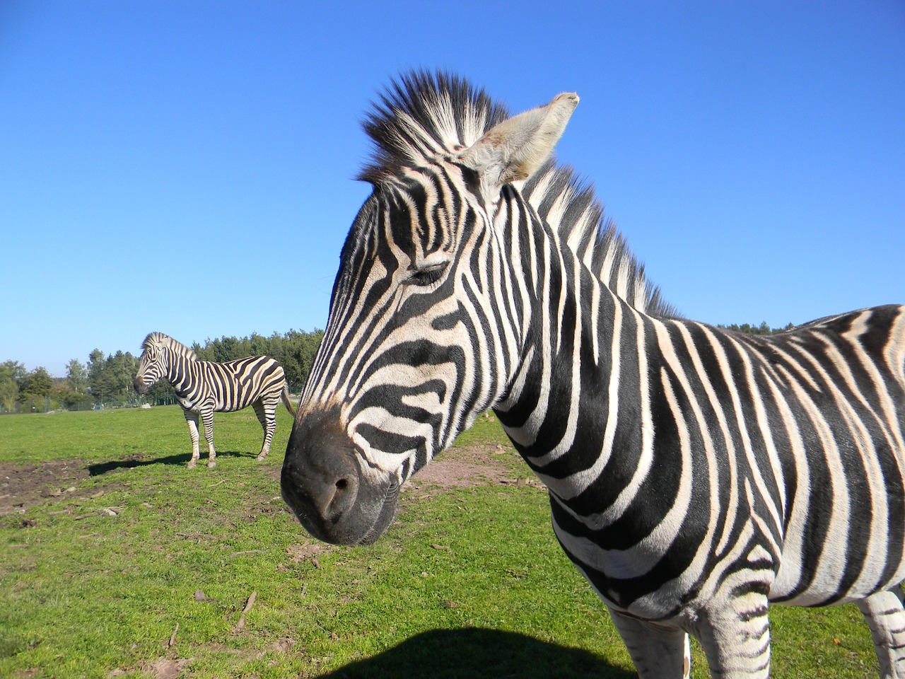 zebra stripes zoo free photo