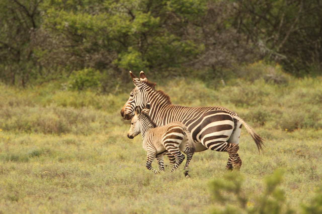 zebra africa wild free photo