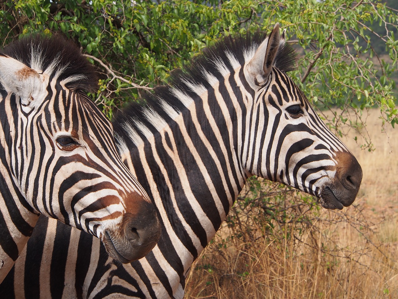 zebra pilanesberg wilderness free photo