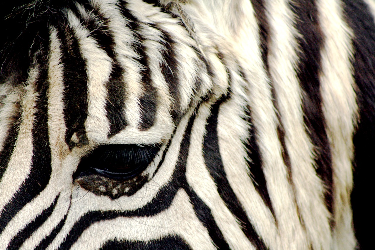 zebra zoo antwerpen free photo