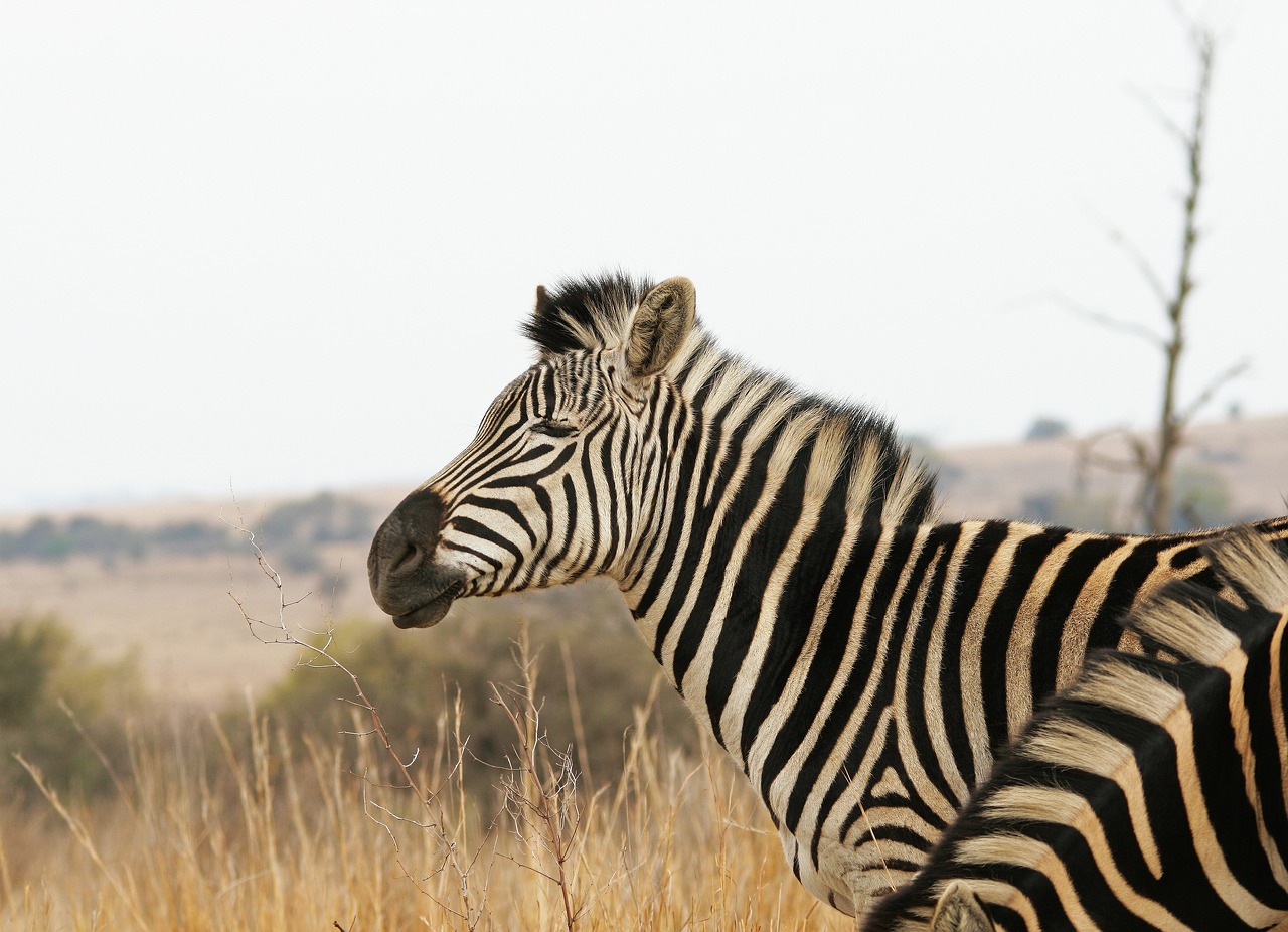 zebra animal mammal free photo