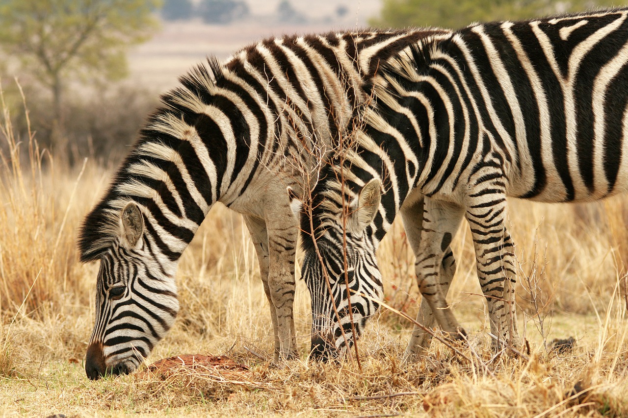 zebra animal mammal free photo