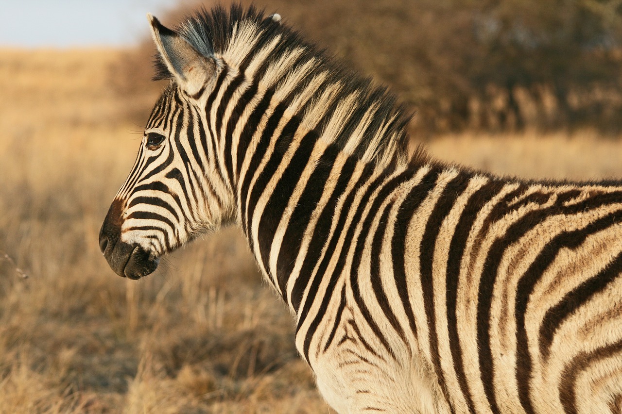 zebra animal mammal free photo