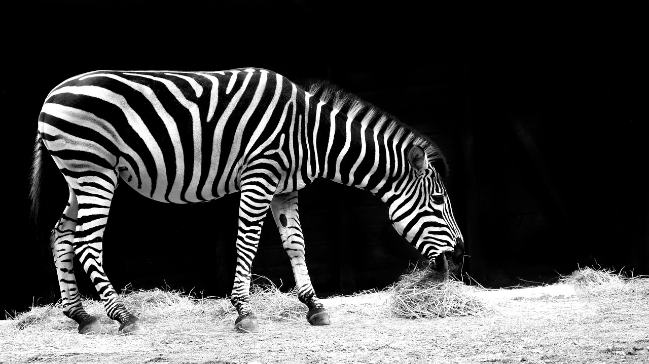 zebra animal black and white free photo