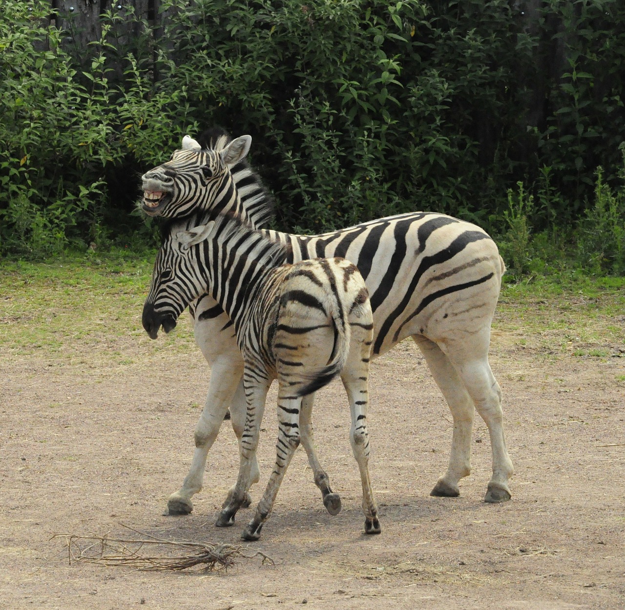 zebra baby zebra stripes free photo