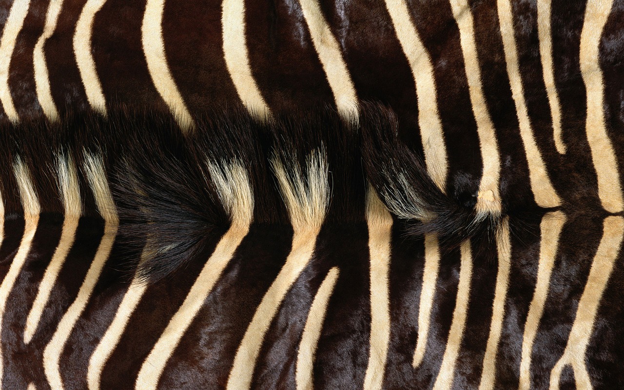 zebra fur grain free photo