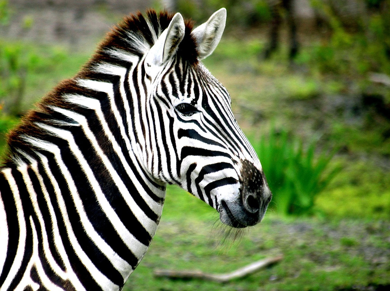 zebra stripes black free photo