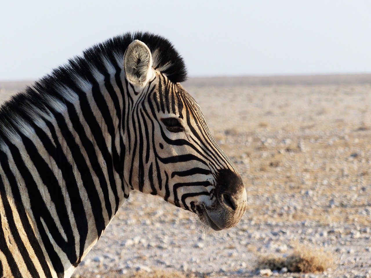 zebra zebra crossing africa free photo