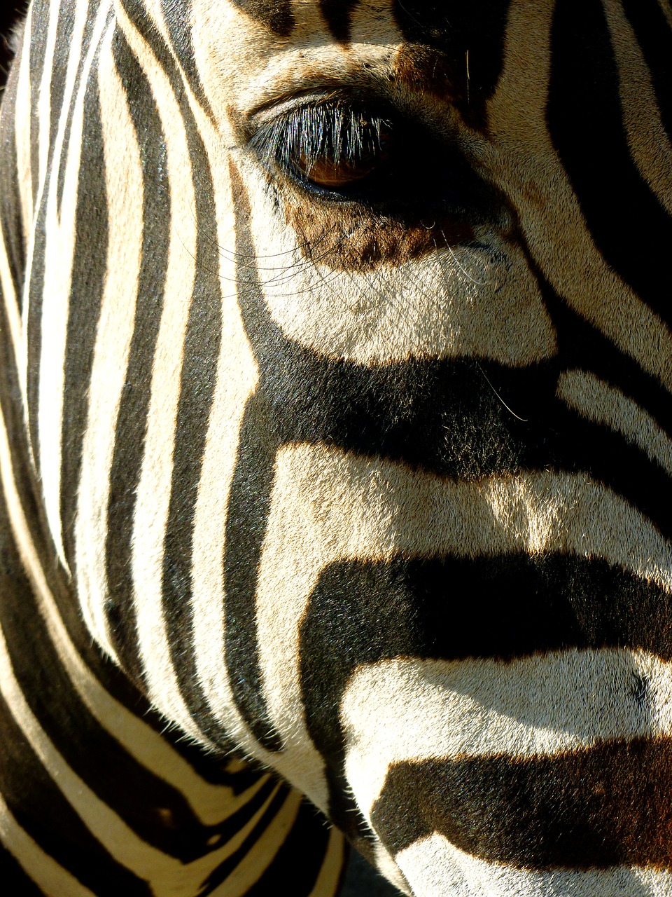 zebra animal head view free photo
