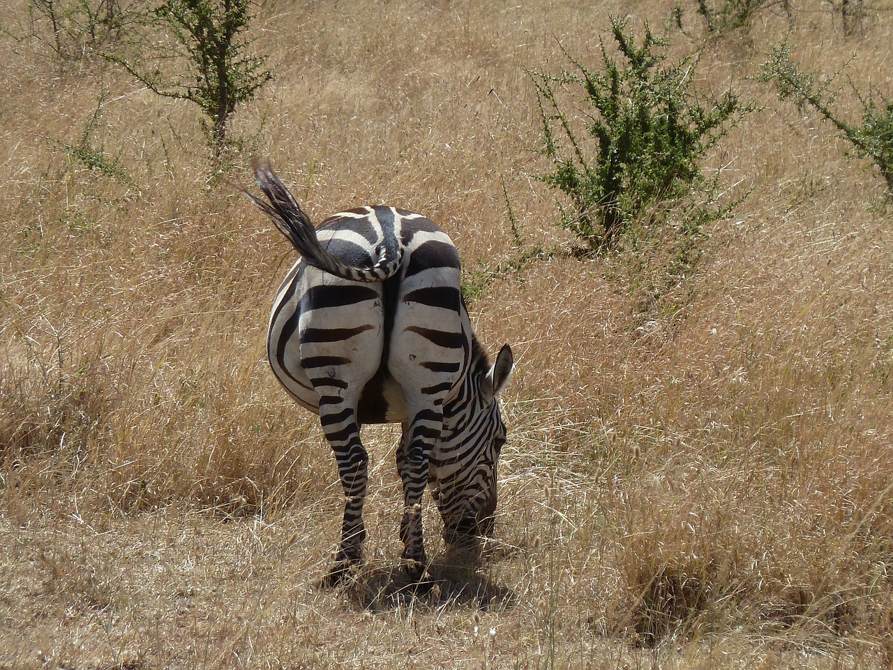 zebra africa wildlife free photo