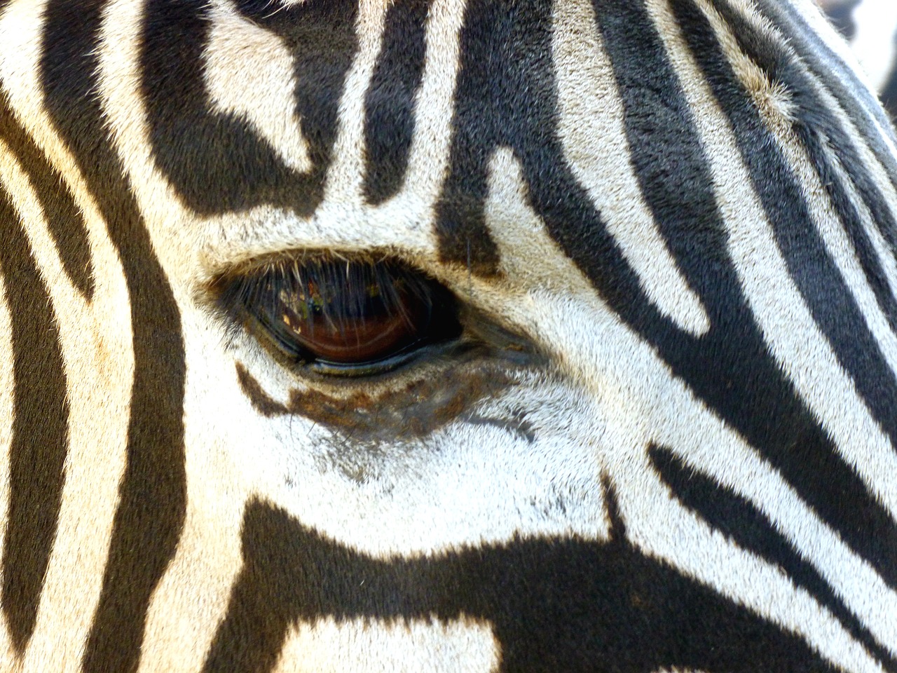 zebra head eye free photo