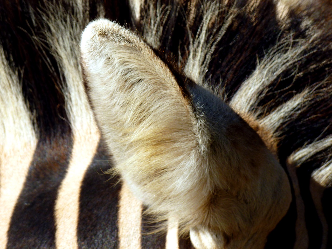 zebra ear animal free photo