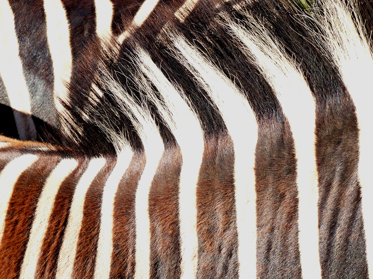 zebra animal pair free photo
