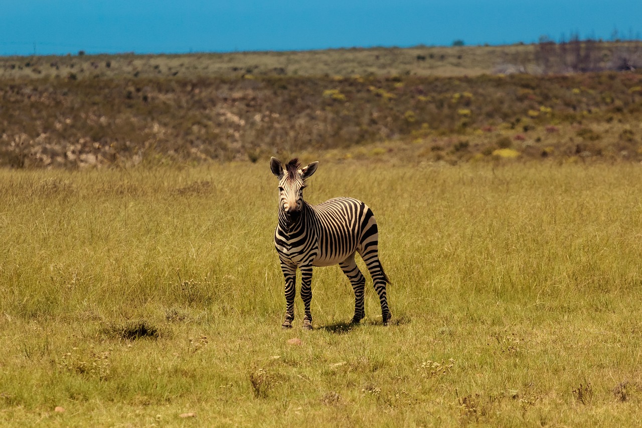 zebra africa wildlife free photo