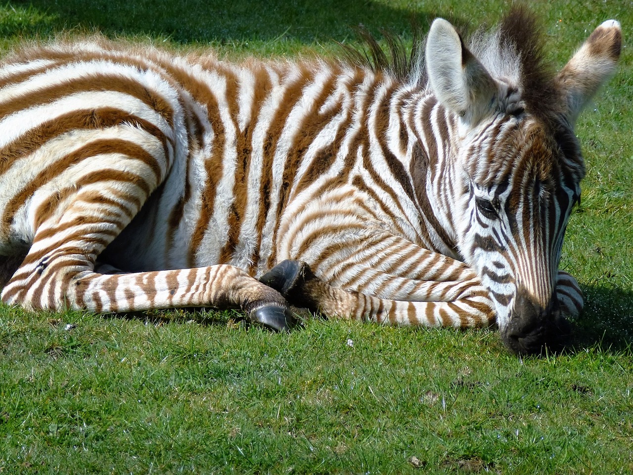 zebra baby zebra striped free photo