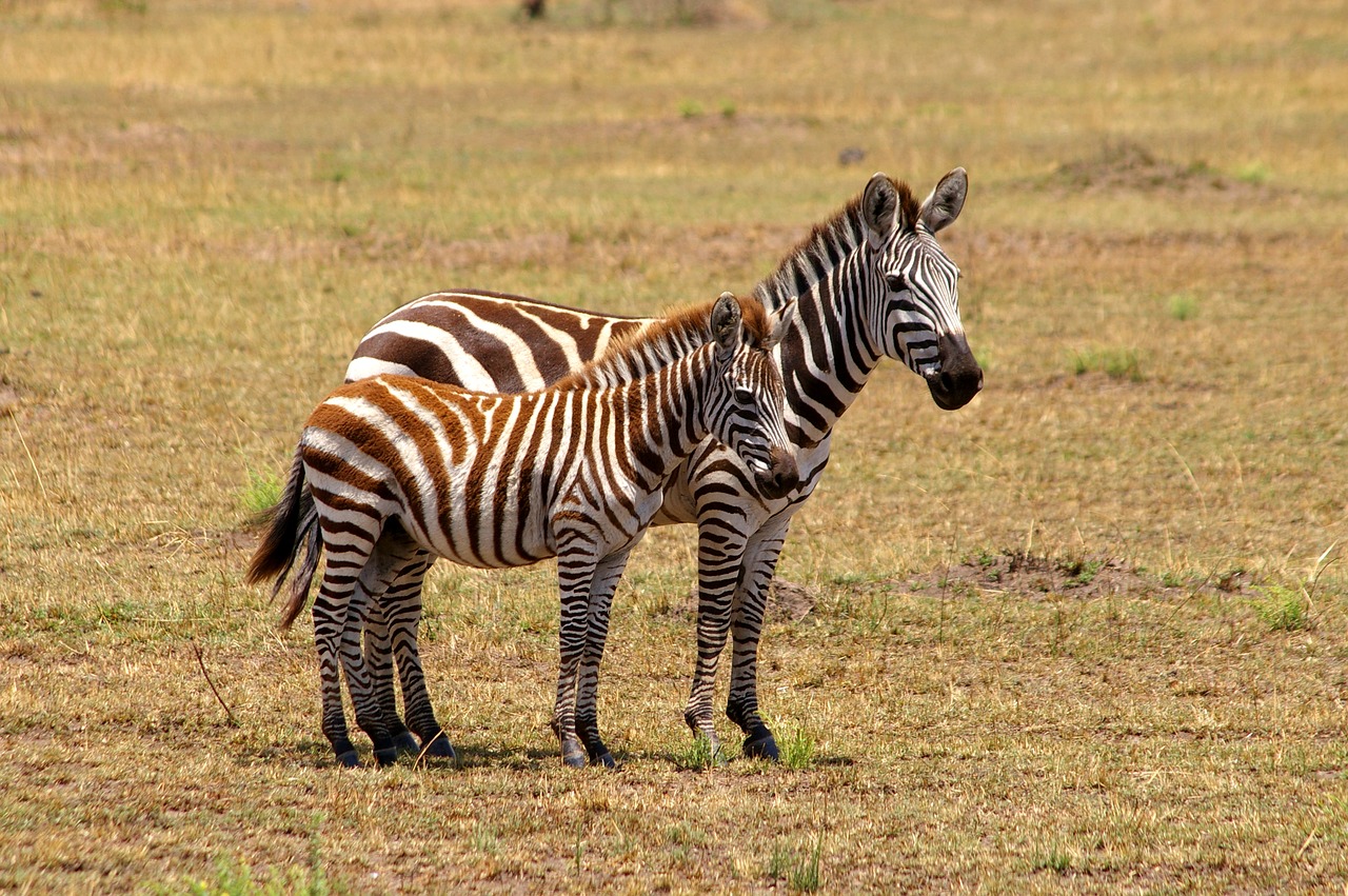 zebra africa black and white free photo