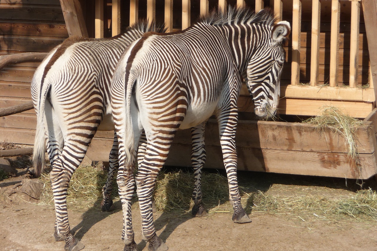 zebra enclosure standing free photo