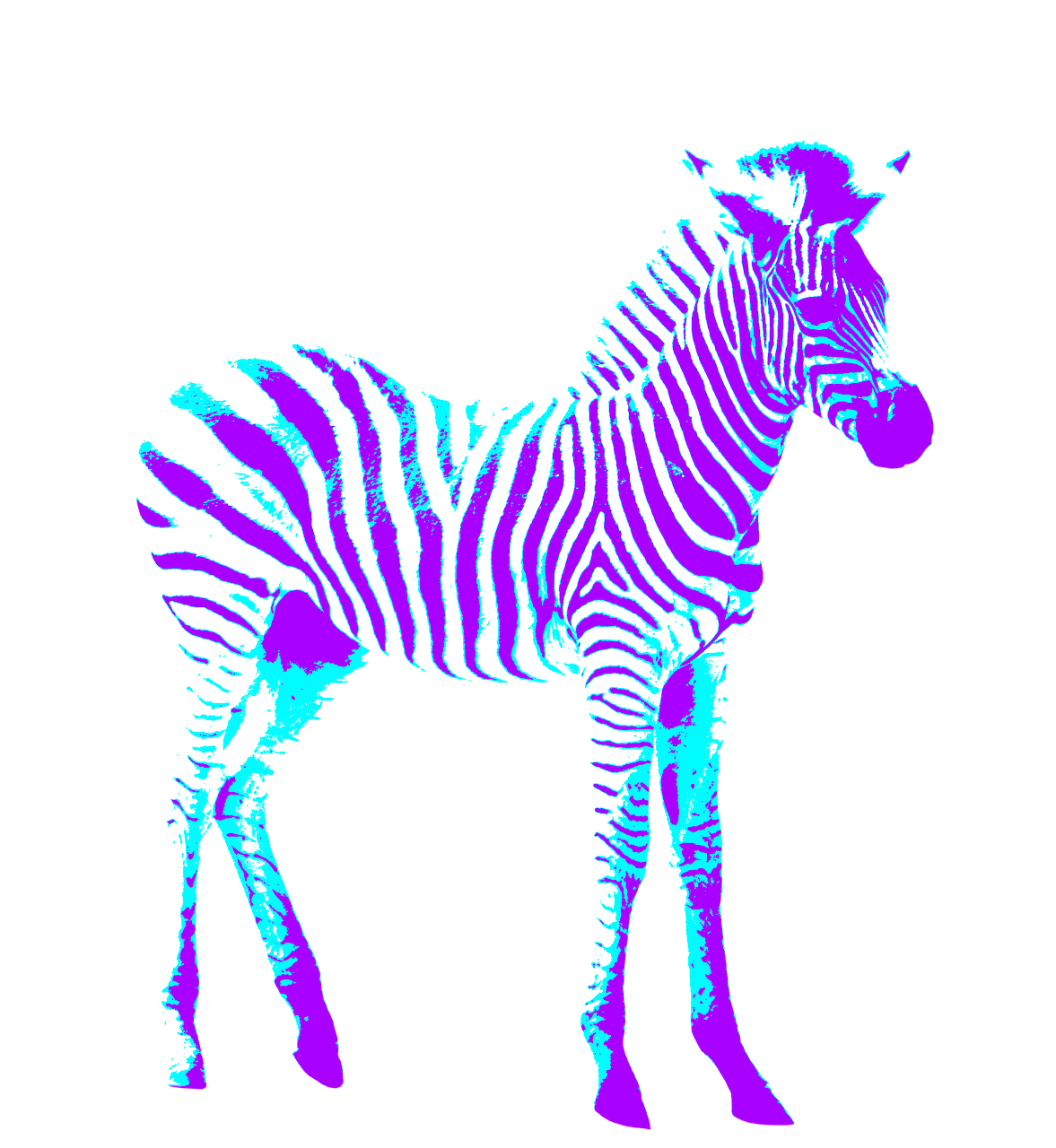 zebra colorful art free photo