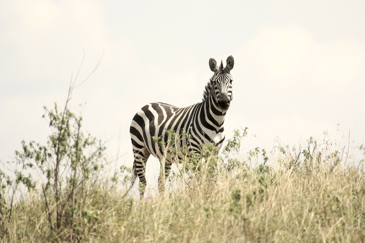 zebra safari wildlife free photo