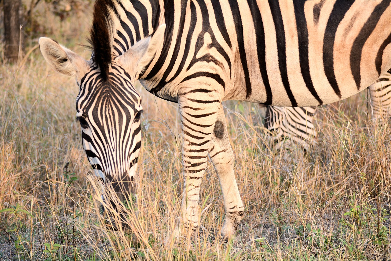 zebra kruger park south africa patterns free photo