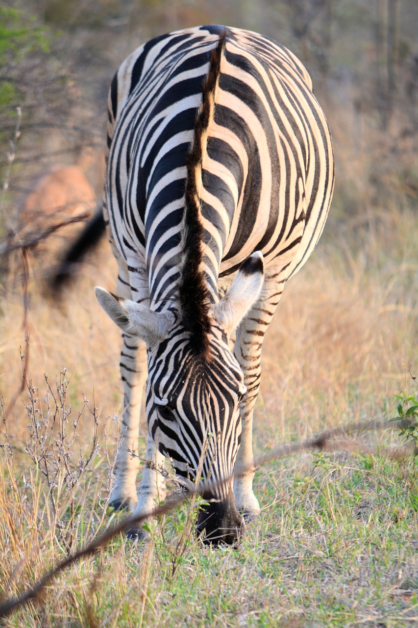 zebra kruger park south africa stripes free photo